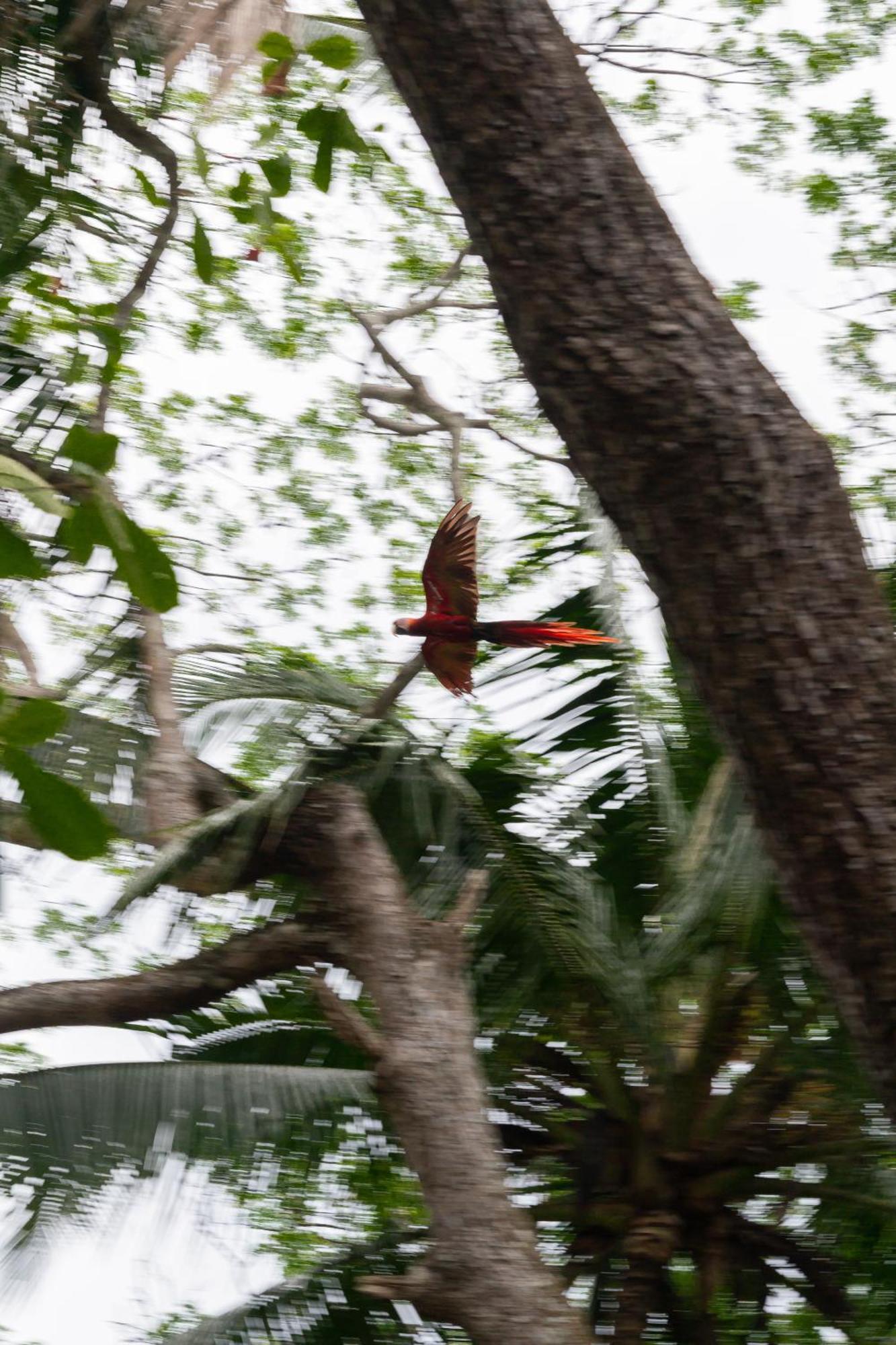 Macaw Paradise Jaco Exterior photo
